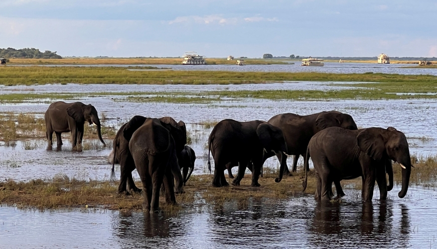 Elephant Family